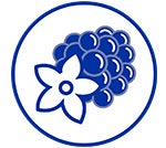 ฟรีเซียเบอร์รี่