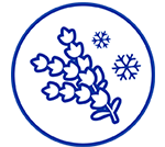 ลาเวนเดอร์น้ำแข็งแช่แข็ง