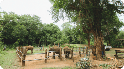 อาบน้ำช้าง 