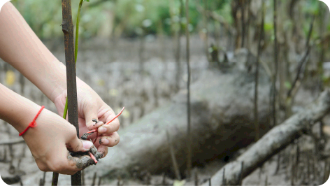 ปลูกป่าชายเลน 